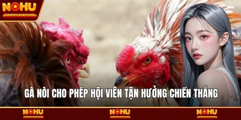 Gà nòi cho phép hội viên tận hưởng chiến thắng
