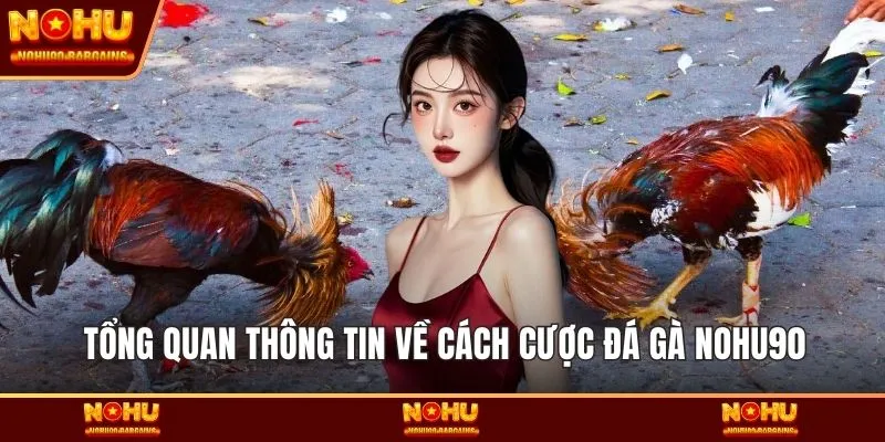 Tổng quan thông tin về cách cược đá gà NOHU90